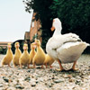 smileys 28559-farm_ducks.jpg