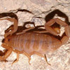 smileys 28567-scorpion2.jpg