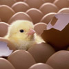 smileys 28683-baby_chick.jpg