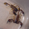 smileys 28733-scorpion6.jpg