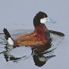 smileys 28789-ruddy_duck.jpg