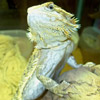 smileys 28848-lizard.jpg