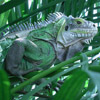 smileys 28962-lizard1.jpg