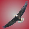 smileys 28968-eagle4.jpg