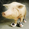 smileys 29022-moo_shoe_pork.jpg