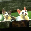 smileys 29097-two_cat1.jpg