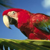 smileys 29108-parrot.jpg