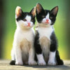 smileys 29247-two_cat.jpg