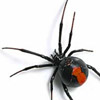 smileys 29285-redback_spider.jpg