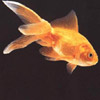 smileys 29351-gold_fish.jpg