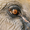 smileys 29361-elephant_eye.jpg