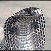 smileys 29486-cobra5.jpg