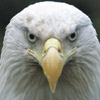 smileys 29545-eagle.jpg