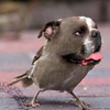 smileys 29600-bird_dog.jpg