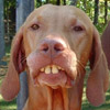 smileys 29725-smile_dog_johan.jpg