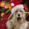 smileys 29854-puppy_santa.jpg