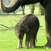 smileys 29870-little_elephant.jpg