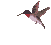 smileys 817-colibri1.gif